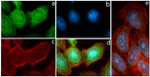 Phospho-p70 S6 Kinase (Thr389) Antibody in Immunocytochemistry (ICC/IF)