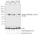 Phospho-AMPK alpha-1,2 (Thr183, Thr172) Antibody in Western Blot (WB)