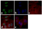 Phospho-AMPK alpha-1,2 (Thr183, Thr172) Antibody in Immunocytochemistry (ICC/IF)