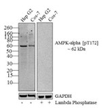 Phospho-AMPK alpha-1,2 (Thr183, Thr172) Antibody in Western Blot (WB)