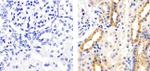 Phospho-AS160 (Thr642) Antibody in Immunohistochemistry (Paraffin) (IHC (P))