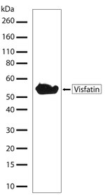 NAMPT Antibody in Western Blot (WB)