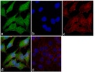 FAK Antibody in Immunocytochemistry (ICC/IF)