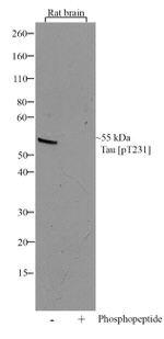 Phospho-Tau (Thr231) Antibody in Western Blot (WB)