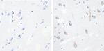 Phospho-Tau (Thr231) Antibody in Immunohistochemistry (Paraffin) (IHC (P))