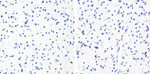 Phospho-Tau (Thr231) Antibody in Immunohistochemistry (Paraffin) (IHC (P))