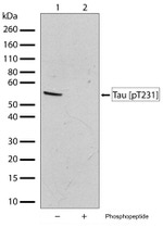 Phospho-Tau (Thr231) Antibody in Western Blot (WB)