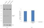 IkB alpha Antibody in Western Blot (WB)