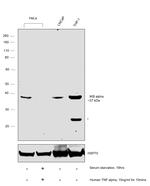 IkB alpha Antibody in Western Blot (WB)