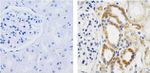 IkB alpha Antibody in Immunohistochemistry (Paraffin) (IHC (P))