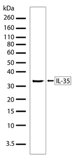 IL-35 Antibody in Western Blot (WB)