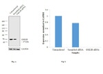 GSK3B Antibody