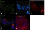 GSK3B Antibody in Immunocytochemistry (ICC/IF)