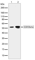 GSK3B Antibody in Western Blot (WB)