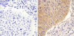 STAT2 Antibody in Immunohistochemistry (Paraffin) (IHC (P))