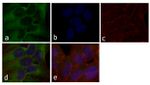 STAT2 Antibody in Immunocytochemistry (ICC/IF)