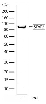 STAT2 Antibody in Western Blot (WB)