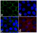 E-cadherin Antibody in Immunocytochemistry (ICC/IF)