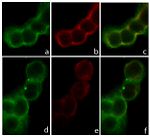 E-cadherin Antibody in Immunocytochemistry (ICC/IF)