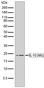 IL-10 Antibody in Western Blot (WB)