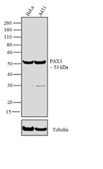 PAX3 Antibody in Western Blot (WB)