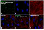 Adiponectin Antibody in Immunocytochemistry (ICC/IF)