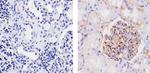 Adiponectin Antibody in Immunohistochemistry (Paraffin) (IHC (P))