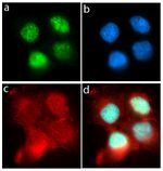 p21 Antibody in Immunocytochemistry (ICC/IF)