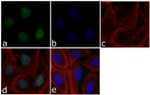 p21 Antibody in Immunocytochemistry (ICC/IF)