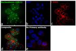 Nucleostemin Antibody in Immunocytochemistry (ICC/IF)