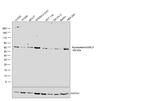 Nucleostemin Antibody in Western Blot (WB)