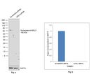 Nucleostemin Antibody