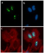 Nucleostemin Antibody in Immunocytochemistry (ICC/IF)