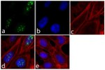 Nucleostemin Antibody in Immunocytochemistry (ICC/IF)