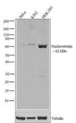 Nucleostemin Antibody in Western Blot (WB)