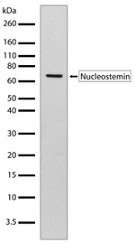 Nucleostemin Antibody in Western Blot (WB)