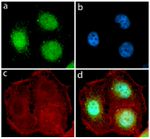 Rex1 Antibody in Immunocytochemistry (ICC/IF)