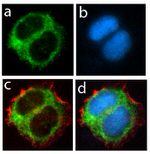 Granulins Antibody in Immunocytochemistry (ICC/IF)