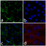 Occludin Antibody in Immunocytochemistry (ICC/IF)