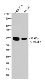 Occludin Antibody in Western Blot (WB)