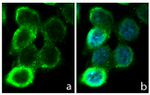 Occludin Antibody in Immunocytochemistry (ICC/IF)