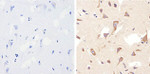 Occludin Antibody in Immunohistochemistry (Paraffin) (IHC (P))