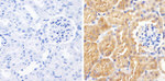 Occludin Antibody in Immunohistochemistry (Paraffin) (IHC (P))