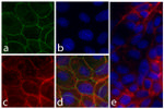 CD49f Antibody in Immunocytochemistry (ICC/IF)