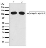 CD49f Antibody in Western Blot (WB)