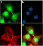 FGFR4 Antibody in Immunocytochemistry (ICC/IF)