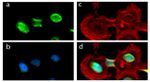 PITX3 Antibody in Immunocytochemistry (ICC/IF)