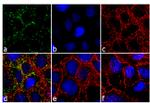 Phospho-EGFR (Tyr1148) Antibody in Immunocytochemistry (ICC/IF)