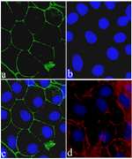 Claudin 8 Antibody in Immunocytochemistry (ICC/IF)