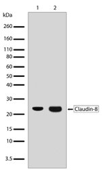 Claudin 8 Antibody in Western Blot (WB)